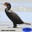 Cormorants