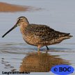 Dowitchers