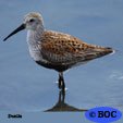 Dunlin