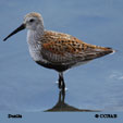 Dunlin