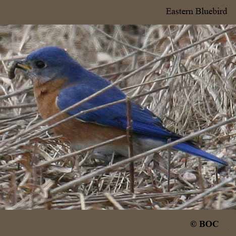 Birds of Cuba