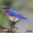 Blue coloured Birds