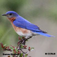 Eastern Bluebird