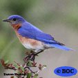 Eastern Bluebird