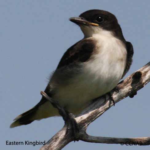 Birds of North America