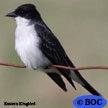 Eastern Kingbird