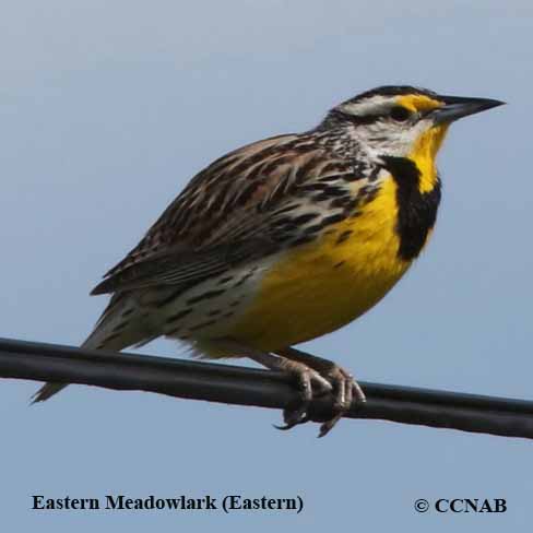 Birds of North America