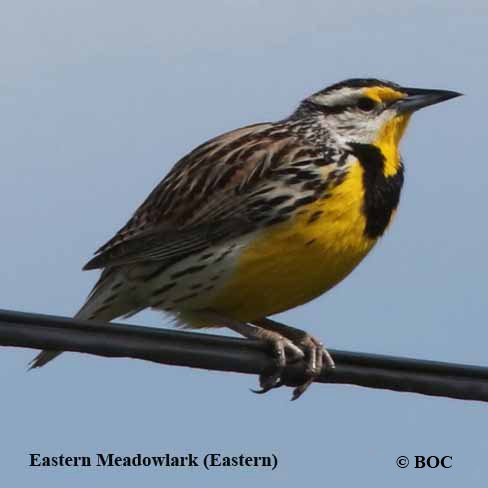 Birds of Cuba