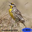 Eastern Meadowlark (Cuban)