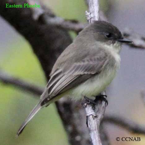 Eastern Phoebe