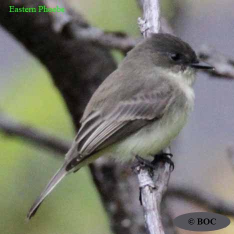 Eastern Phoebe