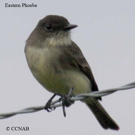 Eastern Phoebe