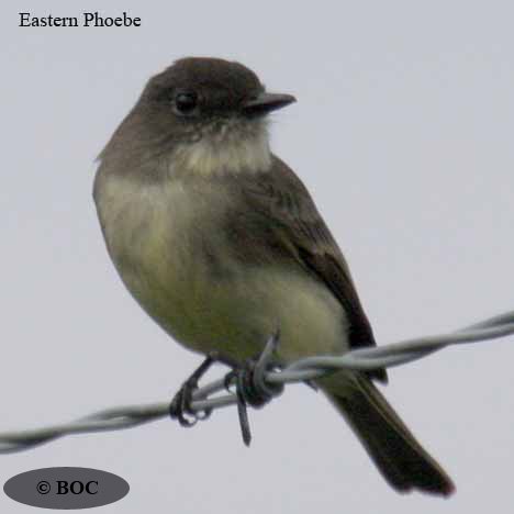 Eastern Phoebe