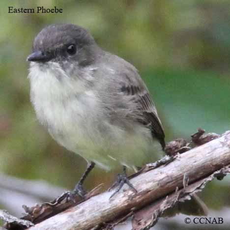 Eastern Phoebe