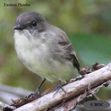 Eastern Phoebe