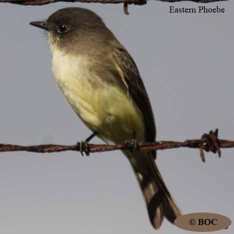 Birds of Cuba