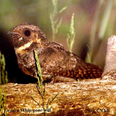 Birds of North America