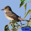 Eastern Wood-Pewee