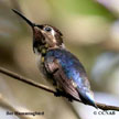 Endemic Birds of Cuba