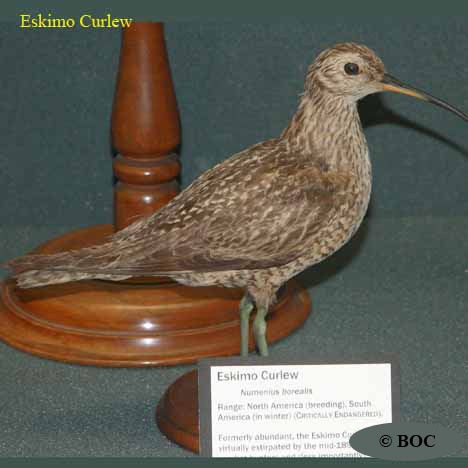 Eskimo Curlew