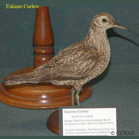 Eskimo Curlew