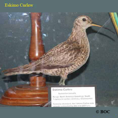 Eskimo Curlew