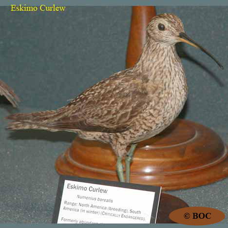 Eskimo Curlew
