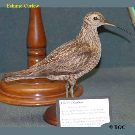 Birds of Cuba