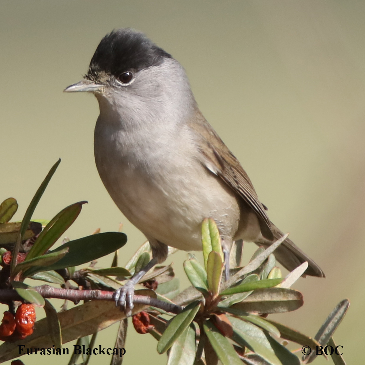 Birds of Cuba
