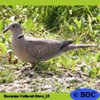 Eurasian Collared-Dove