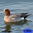 Eurasian Wigeon