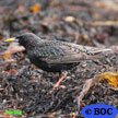 European Starling