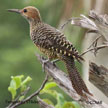 Fernandina's Flicker