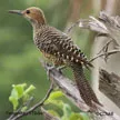 Fernandina's Flicker