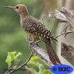 Flickers
