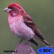 Finches