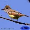 Flycatchers