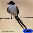 Fork-tailed Flycatcher