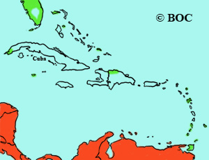 Fork-tailed Flycatcher
