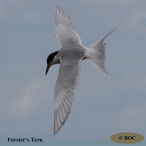 Birds of Cuba