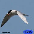 Forster's Tern