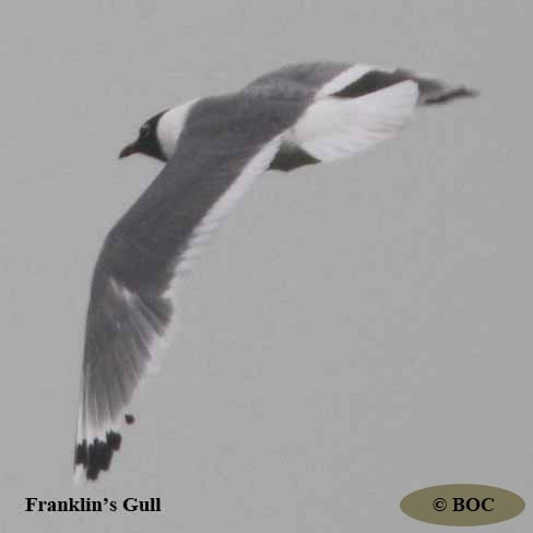 BOC