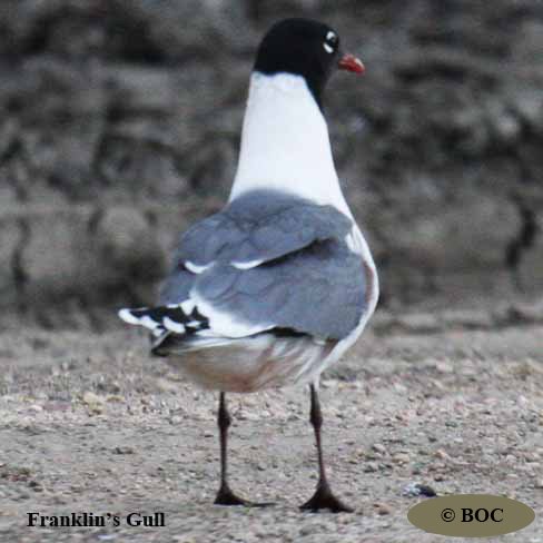 BOC