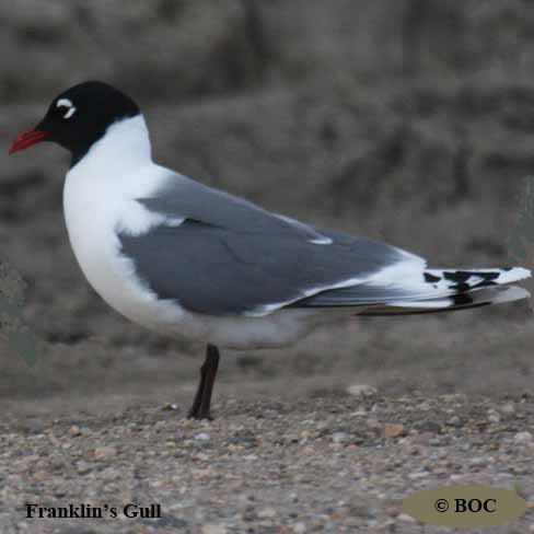 Birds of Cuba