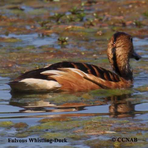 Fulvous Whistling-Duck