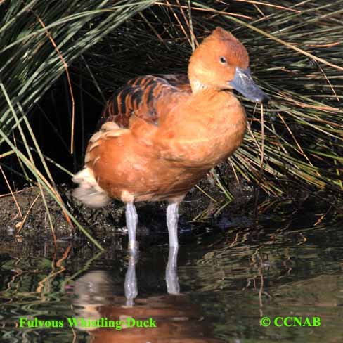 Birds of North America