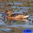 Fulvous Whistling-Duck