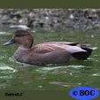 Gadwall