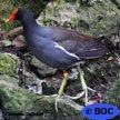 Gallinules