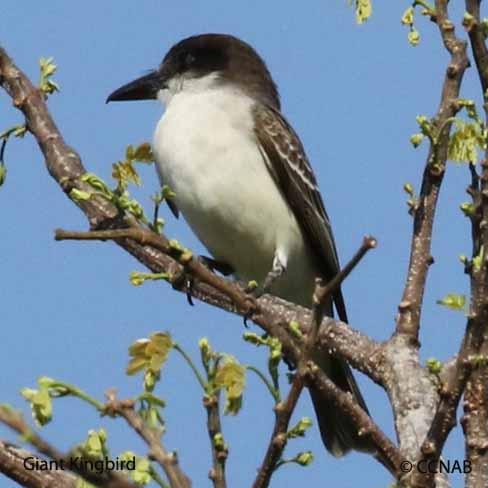 Birds of North America